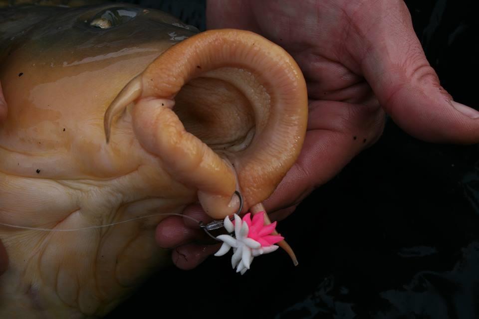 Carp Fishing - 656834634560537539291141453009n.jpg